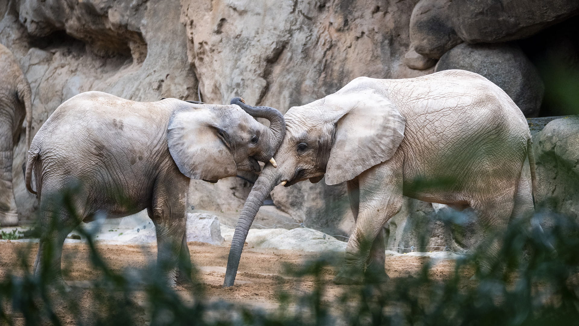 Las crías de elefante Malik y Makena en BIOPARC Valencia