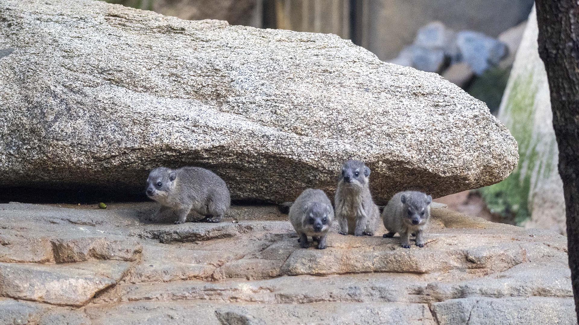 Las cuatro crías de damán roquero nacidas en BIOPARC Valencia 2026