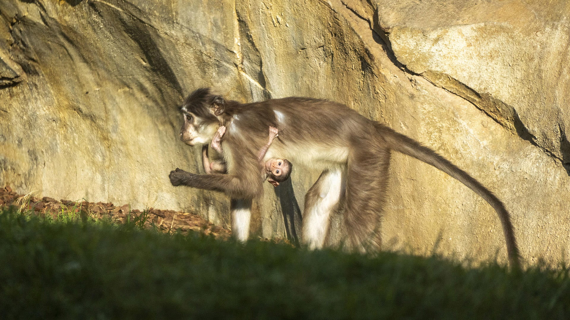 Mangabey de coronilla blanca en BIOPARC Valencia