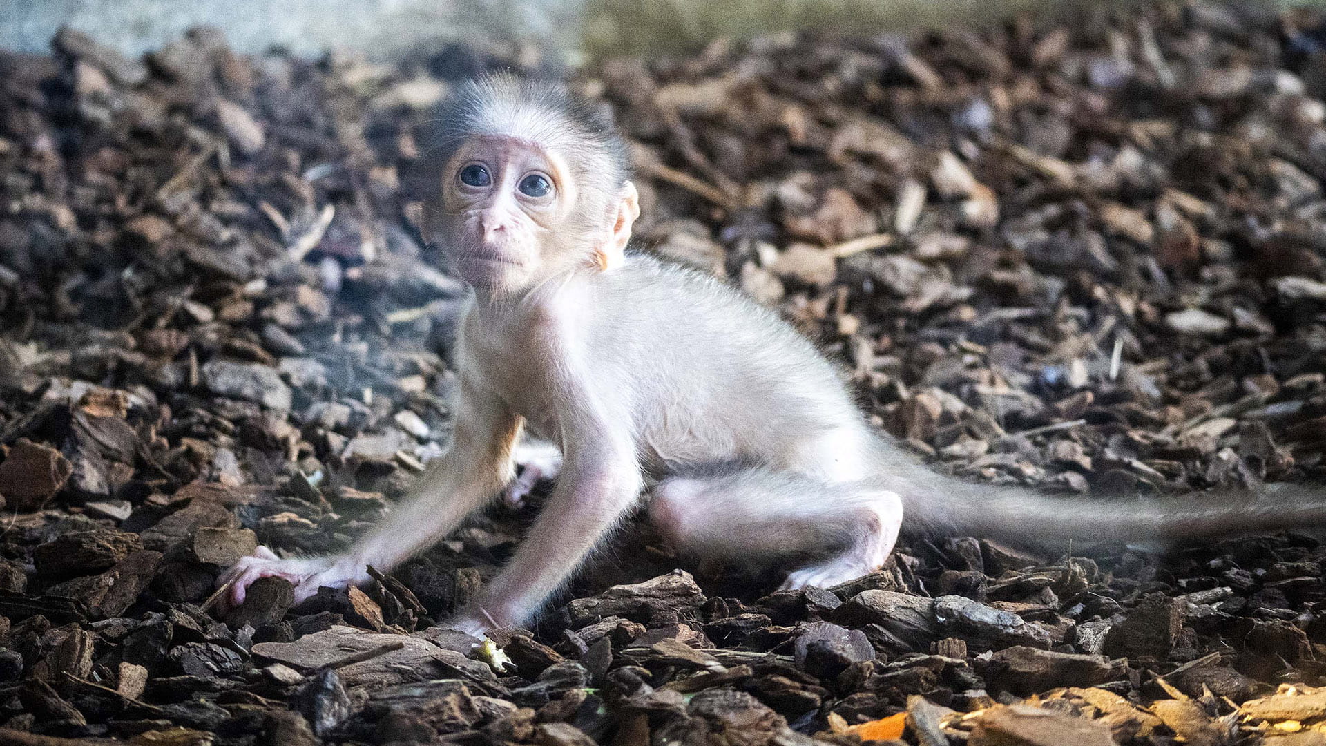 Cría de mangabey, un primate en grave peligro de extinción capaz de comunicarse con los ojos