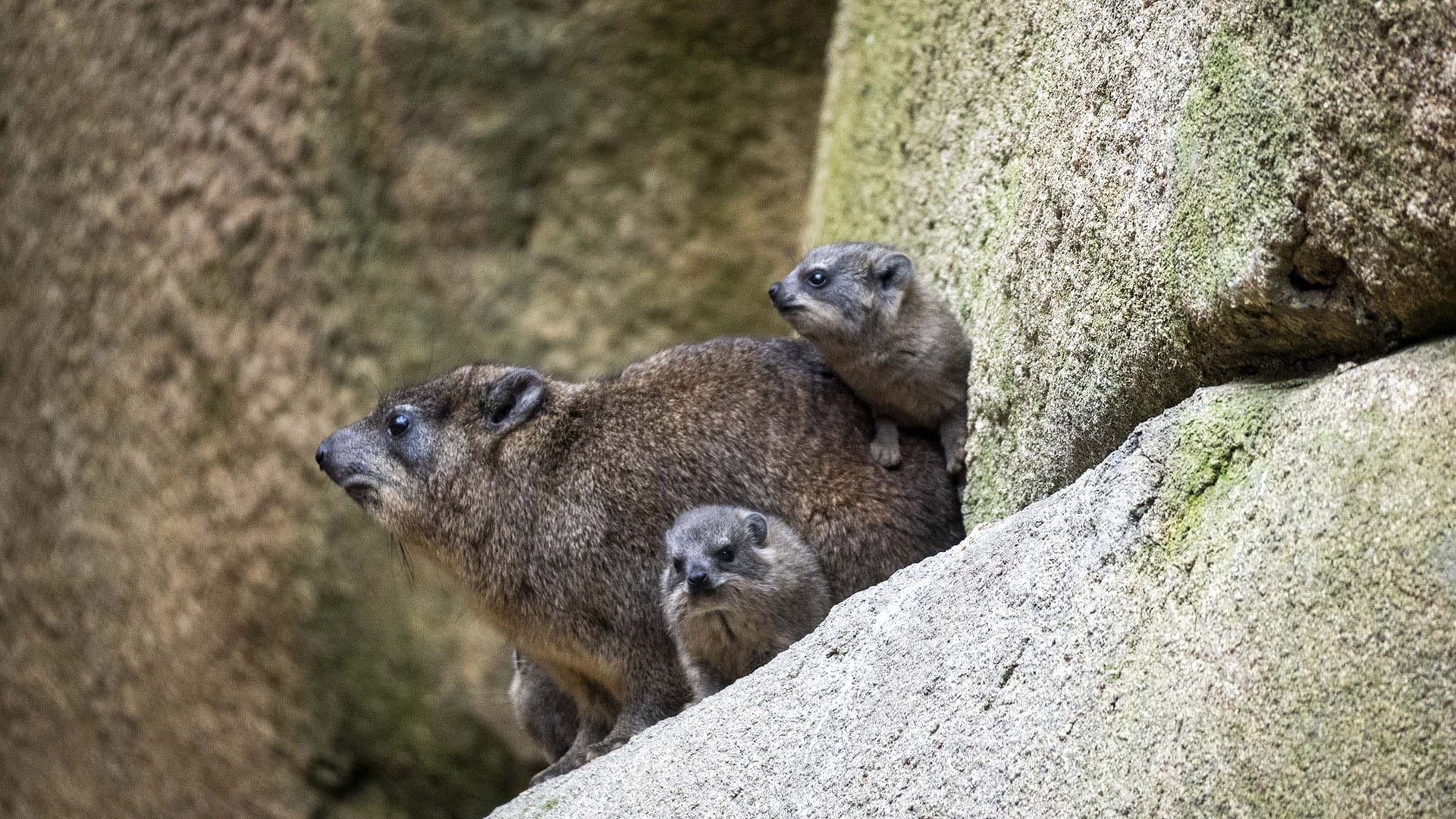 Nueva camada en BIOPARC Valencia de damán roquero, la poco conocida especie que dio nombre a España