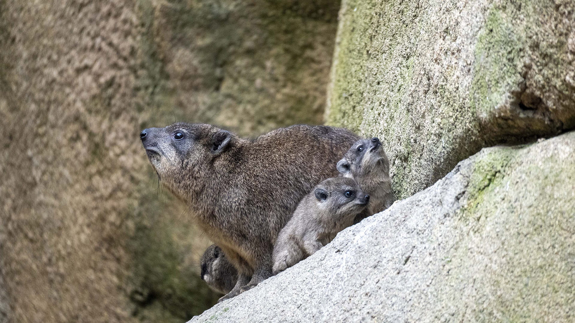 Damán roquero y sus crías en el kopje de BIOPARC Valencia