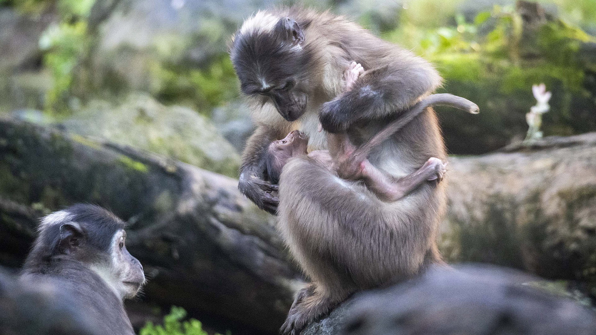 Mangabey, madre y cría, en la selva ecuatorial de BIOPARC Valencia