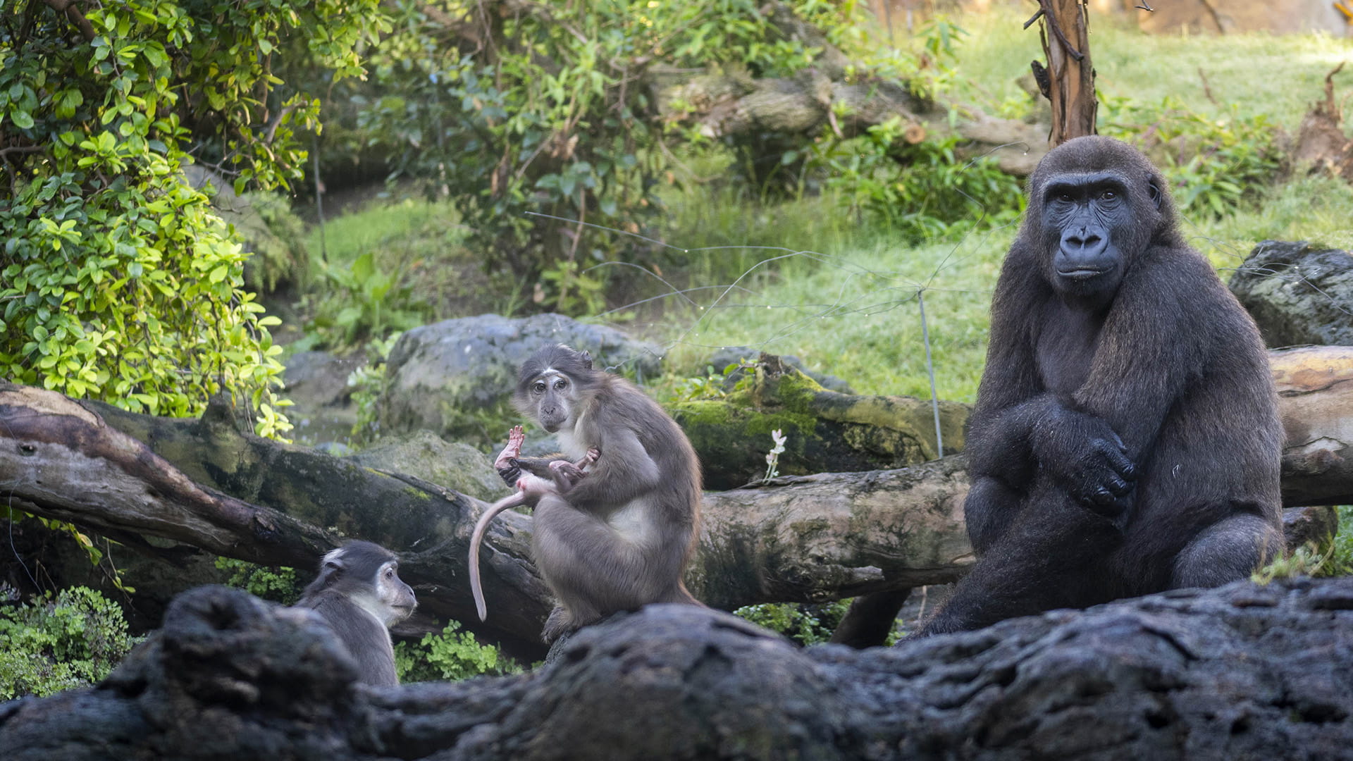 Mangabeys de coronilla blanca y gorilas en la selva ecuatorial de BIOPARC Valencia