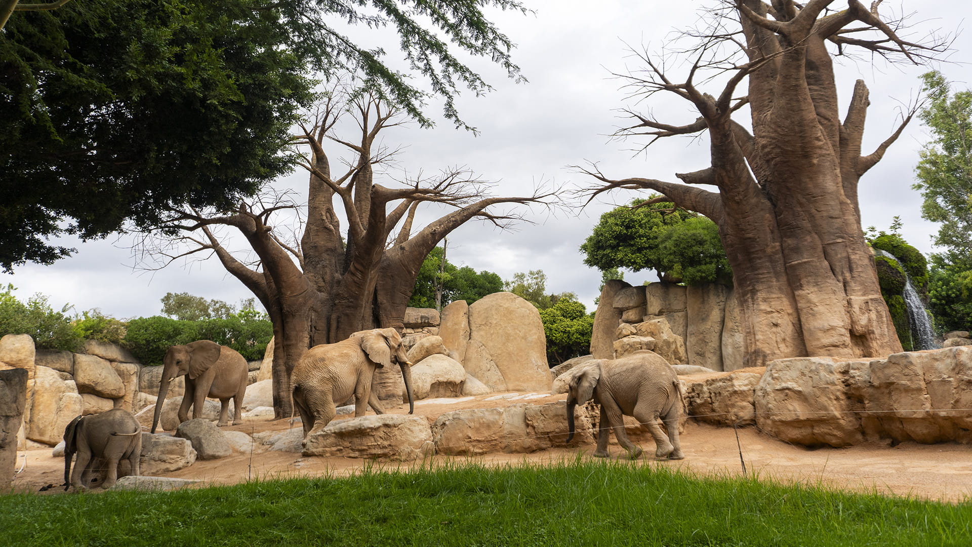 Manada de elefantes en BIOPARC Valencia